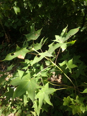 Acer