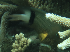 Plectroglyphidodon dickii