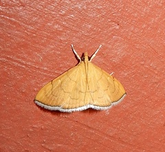 Hyalobathra