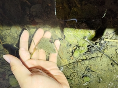 Hoplobatrachus chinensis