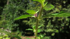 Cuphea carthagenensis