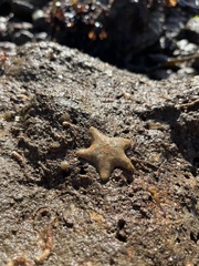 Asterina gibbosa