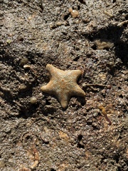 Asterina gibbosa