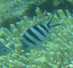 Abudefduf sexfasciatus