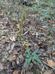 Sceptridium biternatum