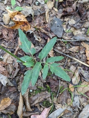 Sceptridium biternatum