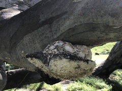 Laetiporus portentosus