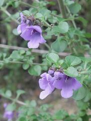 Prostanthera rotundifolia
