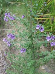 Prostanthera rotundifolia