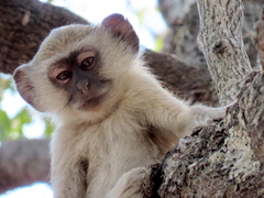 Chlorocebus cynosuros