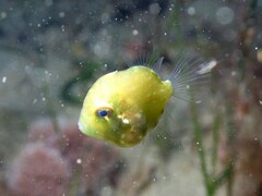 Brachaluteres jacksonianus