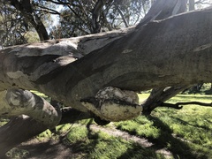 Laetiporus portentosus