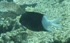 Acanthochromis polyacanthus