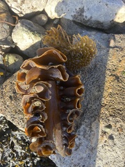 Saccorhiza polyschides