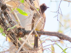 Pycnonotus barbatus tricolor