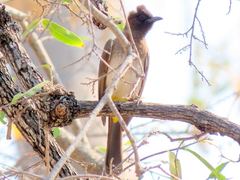Pycnonotus barbatus tricolor
