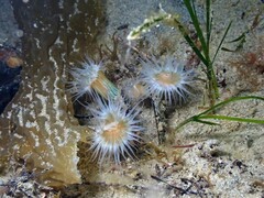 Anthothoe albocincta