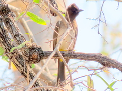 Pycnonotus barbatus tricolor