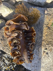 Saccorhiza polyschides