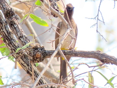 Pycnonotus barbatus tricolor