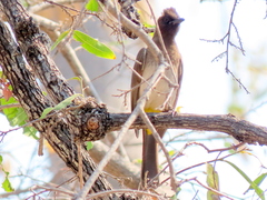 Pycnonotus barbatus tricolor