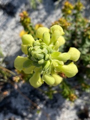 Disa sabulosa