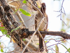 Pycnonotus barbatus tricolor