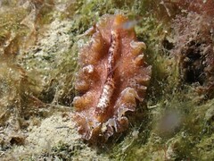 Phrikoceros