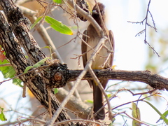Pycnonotus barbatus tricolor