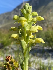 Disa sabulosa