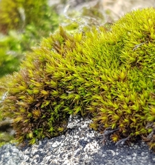 Schistidium apocarpum