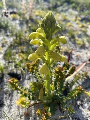 Disa sabulosa