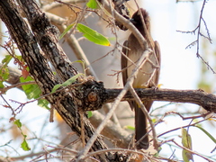 Pycnonotus barbatus tricolor