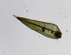 Schistidium apocarpum