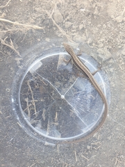 Takydromus wolteri
