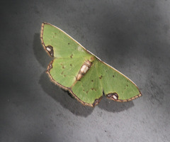 Spaniocentra spicata