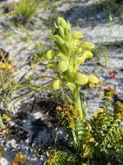 Disa sabulosa