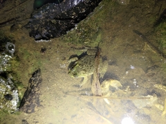 Hoplobatrachus chinensis