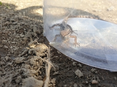 Takydromus wolteri