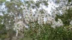 Melaleuca cheelii