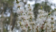 Melaleuca cheelii