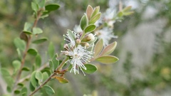 Melaleuca cheelii