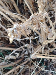 Carduus pycnocephalus