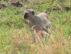 Chlorocebus cynosuros