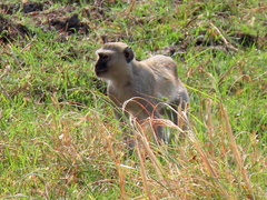 Chlorocebus cynosuros