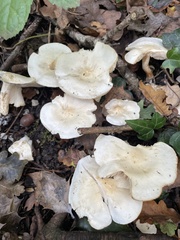 Clitocybe fragrans