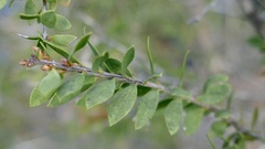 Melaleuca cheelii