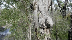 Melaleuca cheelii