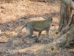 Chlorocebus cynosuros