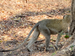 Chlorocebus cynosuros